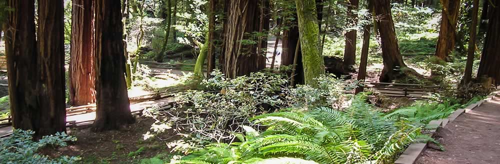 Image of a hiking trail.